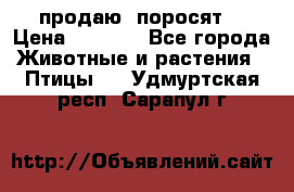 продаю  поросят  › Цена ­ 1 000 - Все города Животные и растения » Птицы   . Удмуртская респ.,Сарапул г.